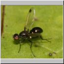 Sepsis cynipsea ~ fulgens - Schwingfliege 05b 4mm.jpg